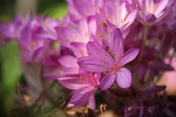 Картинка безвременник+осенний цветы безвременник осенний