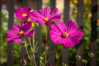 Картинка цветы космея розовый