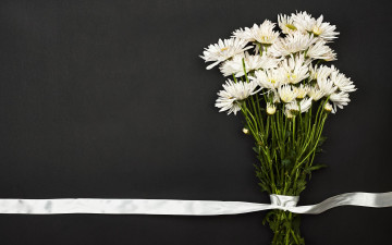 Картинка цветы хризантемы белые