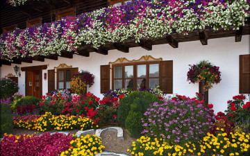 Картинка цветы разные+вместе клумбы