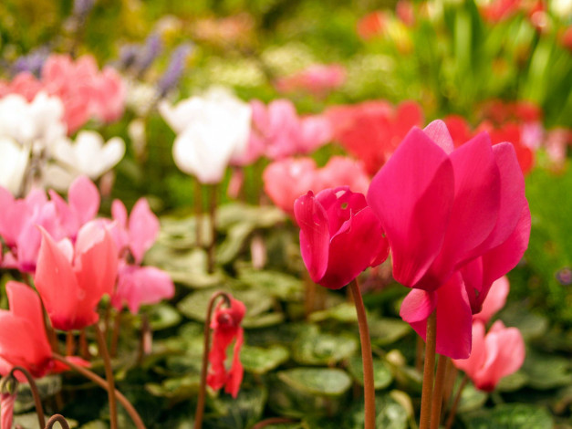 Обои картинки фото цветы, цикламены, цикламен