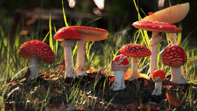 Обои картинки фото природа, грибы,  мухомор, грибная, семейка