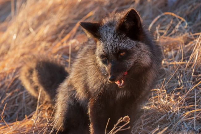Обои картинки фото чернобурая лисица, животные, лисы, чернобурая, лисица, black, fox, чернобурка, псовые, лисицы, млекопитающие, мех, пушнина, чёрная, лиса, хищник