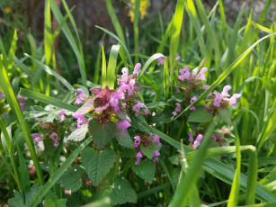 Картинка цветы луговые+ полевые +цветы луговые