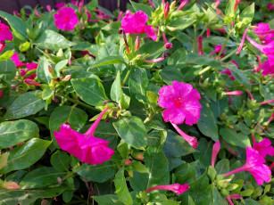 Картинка цветы мирабилис+ ночная+красавица мирабилис