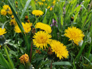 Картинка цветы одуванчики