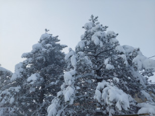 Картинка природа деревья зима снег