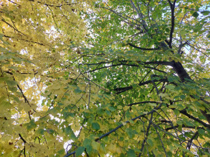 Картинка природа листья липа