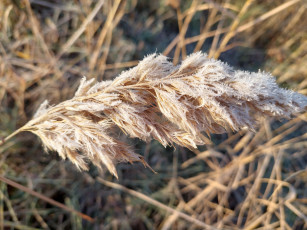 Картинка природа макро камыш