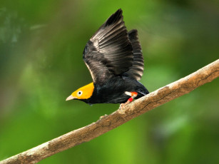 Картинка животные птицы птица ветка