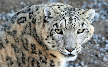 обоя животные, снежный барс , ирбис, барс, голова