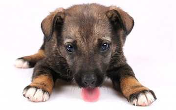 Картинка животные собаки щенок язык