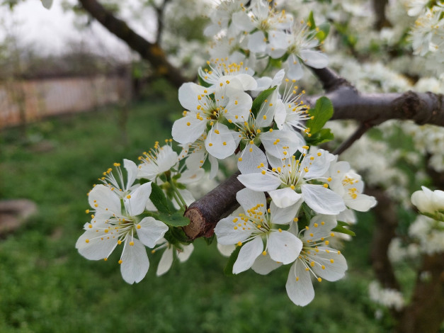 Обои картинки фото цветы, цветущие деревья ,  кустарники, алыча