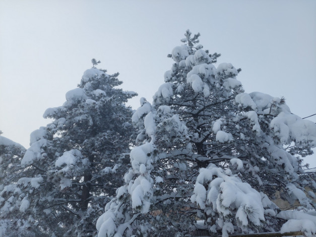 Обои картинки фото природа, деревья, зима, снег