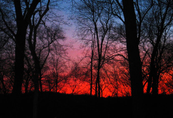 обоя природа, восходы, закаты, деревья, закат