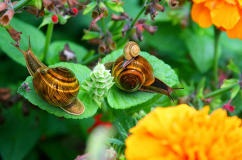 обоя разное, компьютерный дизайн, улитки