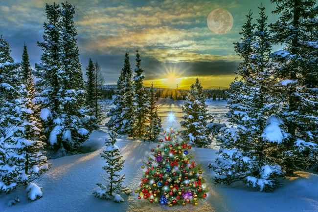 Обои картинки фото праздничные, ёлки, новогодняя