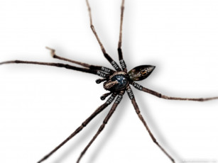 Картинка животные пауки