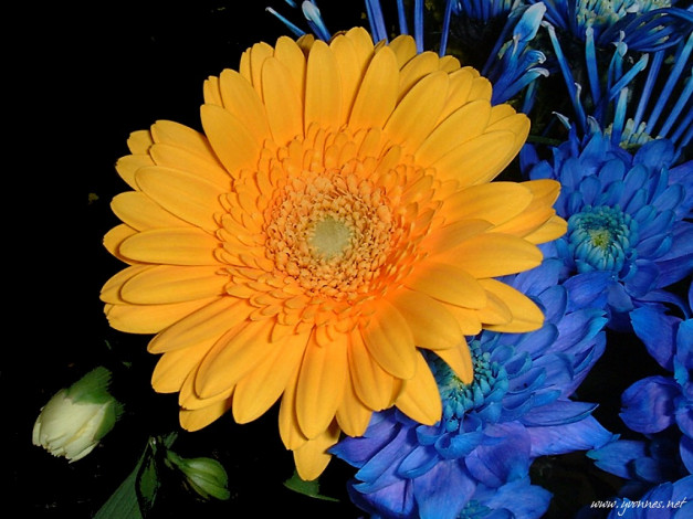 Обои картинки фото цветы, герберы