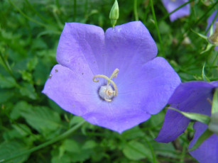 Картинка колокольчик цветы колокольчики