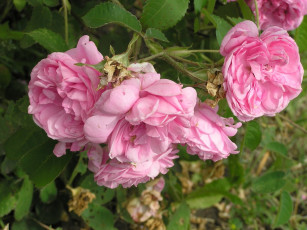 Картинка розы цветы