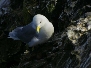 Картинка животные Чайки бакланы крачки