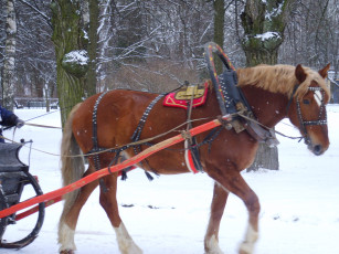 Картинка животные лошади