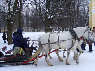 Картинка животные лошади