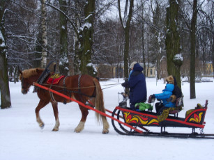 Картинка животные лошади