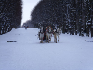 Картинка животные лошади