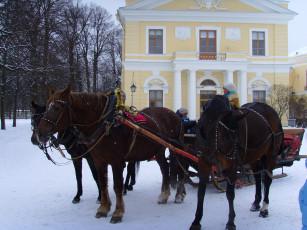 Картинка животные лошади