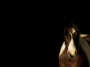 Картинка животные лошади