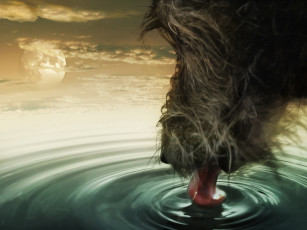 Картинка животные собаки