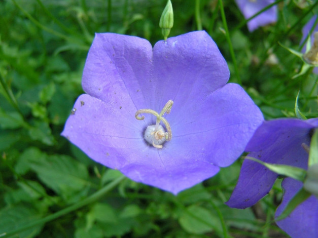 Обои картинки фото колокольчик, цветы, колокольчики