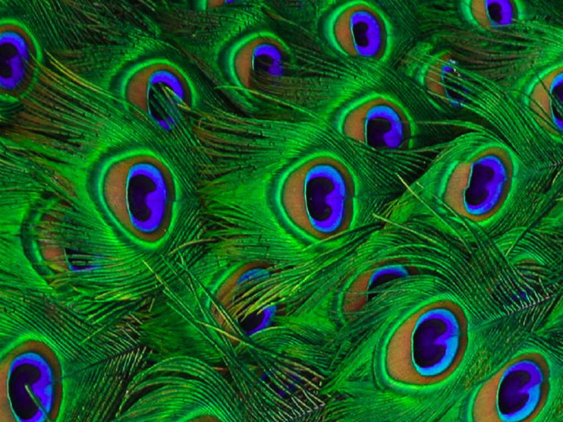 Обои картинки фото разное, перья