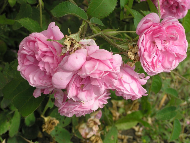 Обои картинки фото розы, цветы