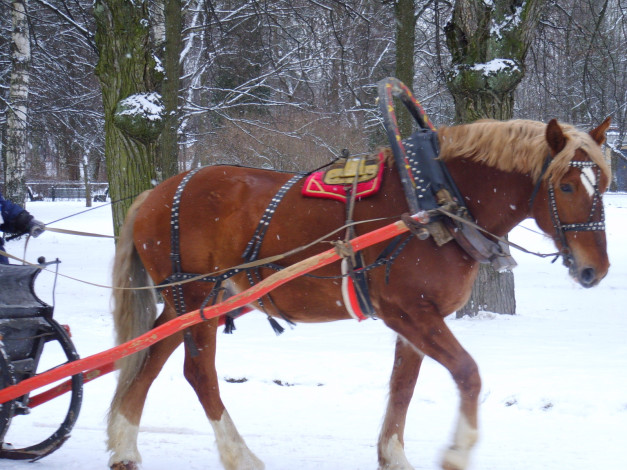 Обои картинки фото животные, лошади