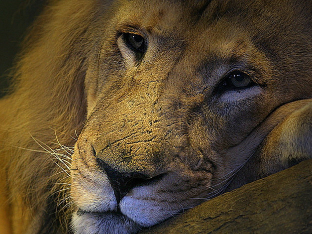 Обои картинки фото животные, львы