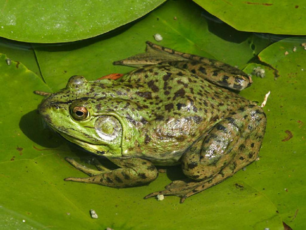 Обои картинки фото животные, лягушки
