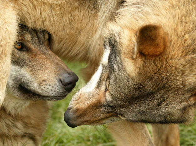 Обои картинки фото животные, волки