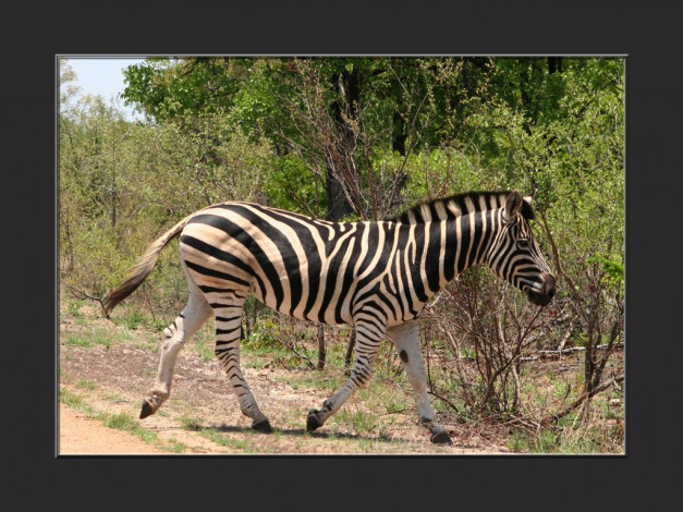 Обои картинки фото животные, зебры