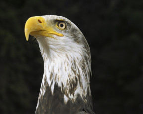 Картинка животные птицы хищники