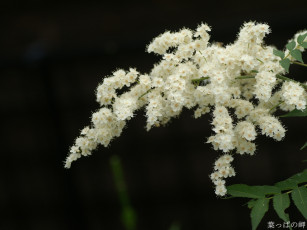 Картинка цветы цветущие деревья кустарники