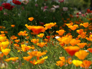 Картинка цветы эшшольция