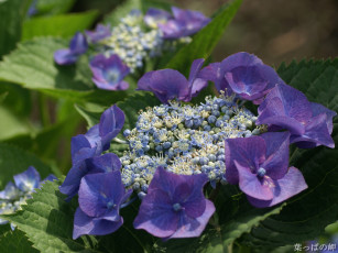 Картинка цветы гортензия