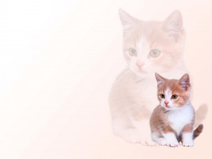 Картинка животные коты