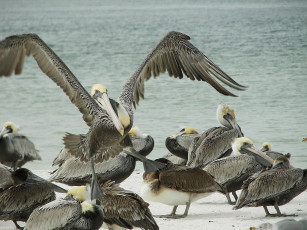 Картинка животные пеликаны