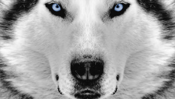 Картинка животные собаки