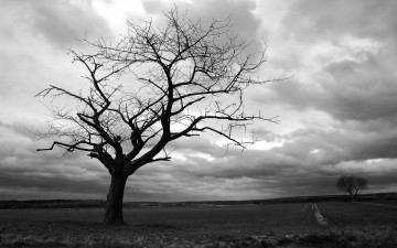 Картинка природа