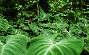 Картинка природа